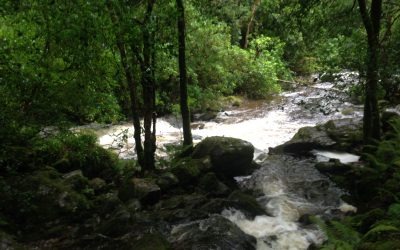 Cork -dzień dwunasty